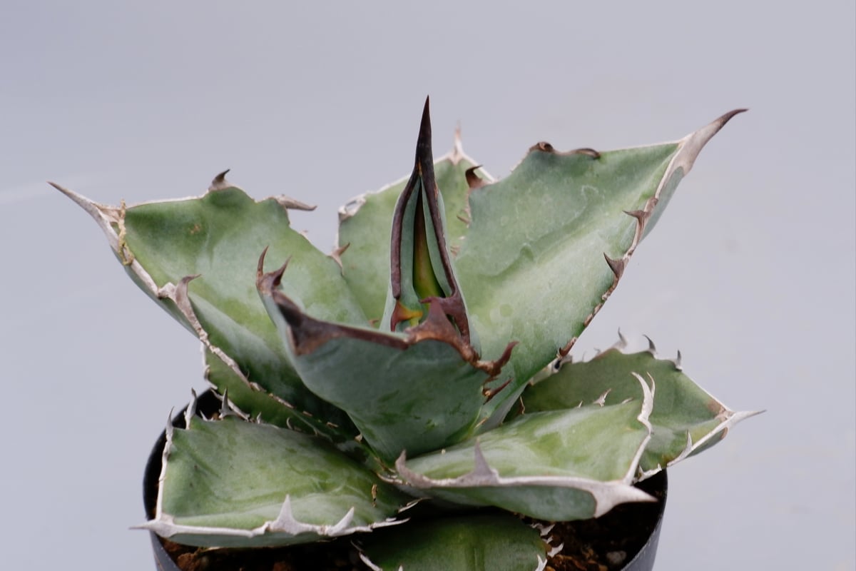 アガベ チタノタ ドワーフ 003 Agave titanota 'Dwarf' | Sunn