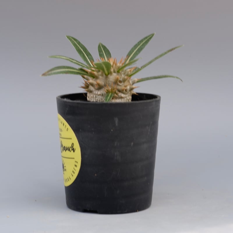 パキポディウム ロスラーツム 実生株 003 Pachypodium rosulatum