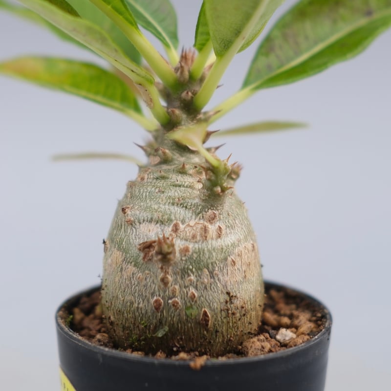 パキポディウム ウィンゾリー 実生株 120 Pachypodium windsorii |