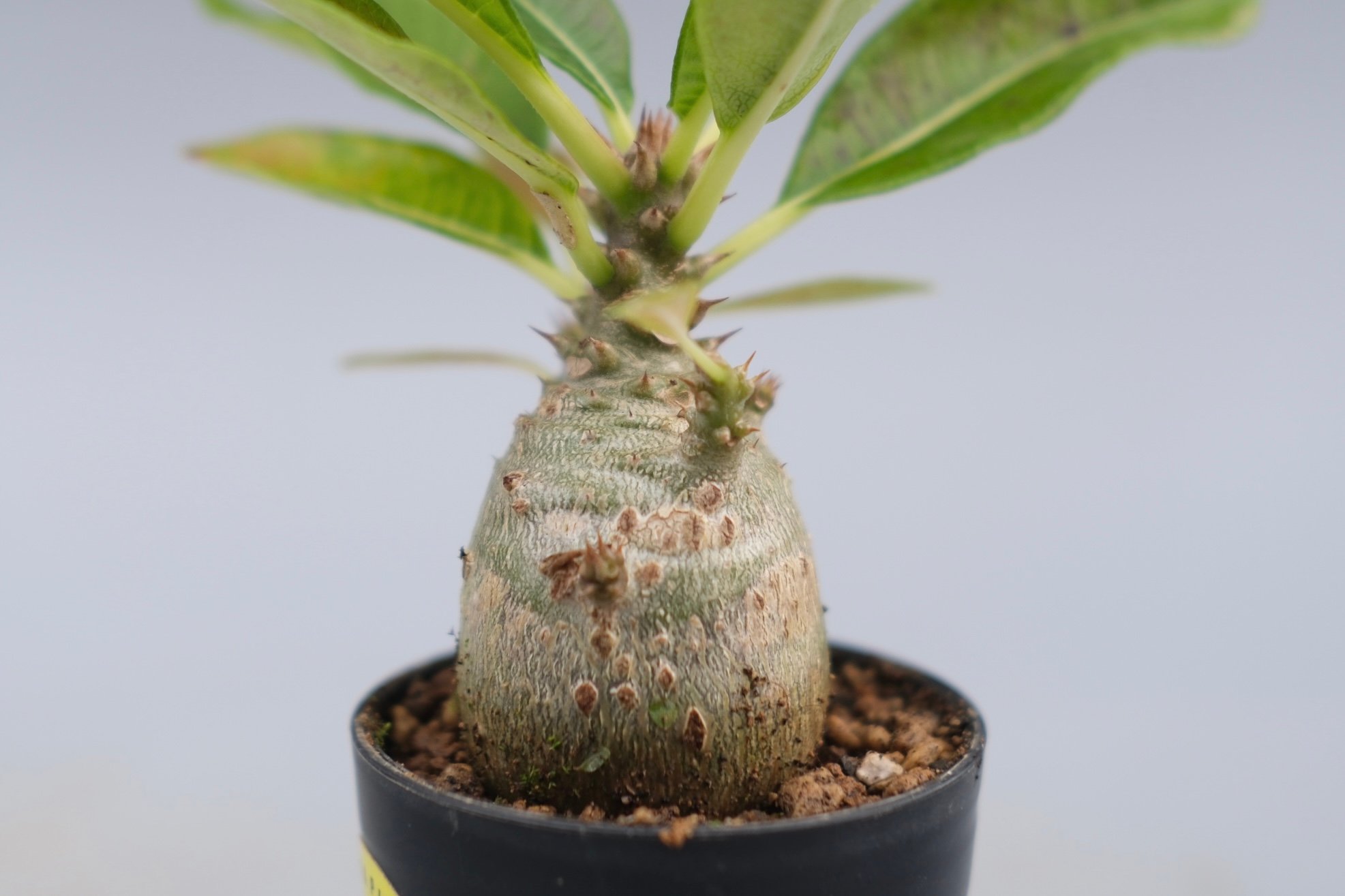 パキポディウム ウィンゾリー 実生株 120 Pachypodium windsorii |