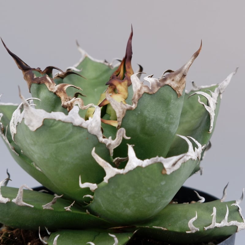 【現品❗️傑作‼️ボールタイプ‼️】アガベ チタノタ シーザー_02 Yahoo!オークション - 【子株】アガベ チタノタ シーザー ボール