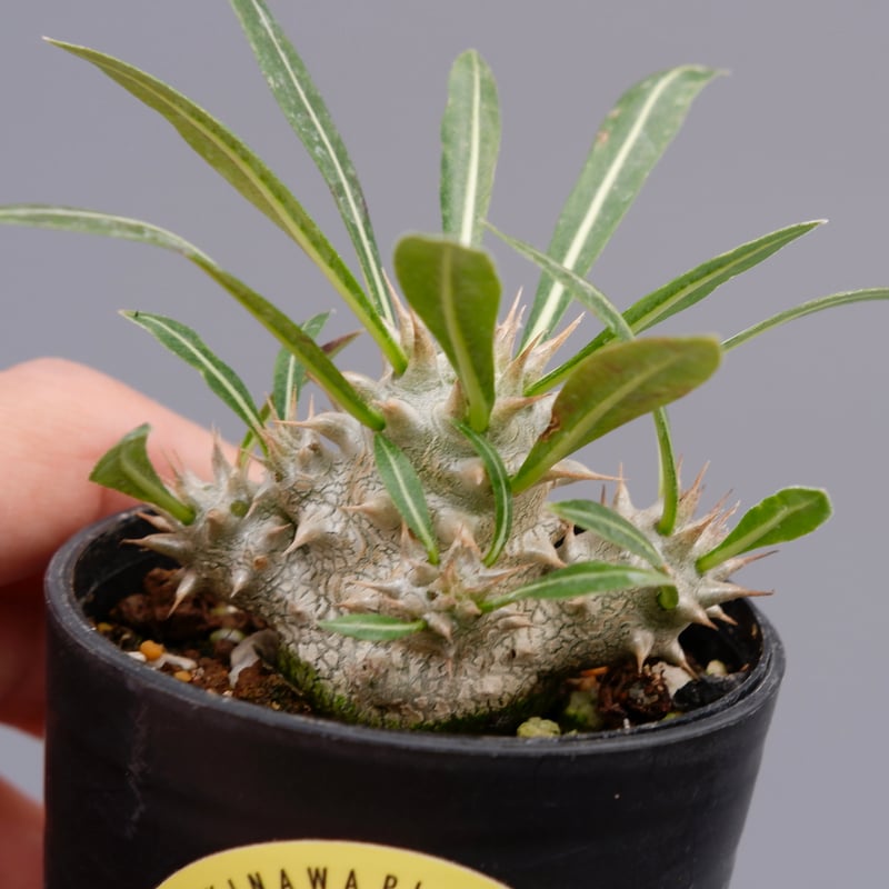 パキポディウム ロスラーツム 実生株 006 Pachypodium rosulatum ve