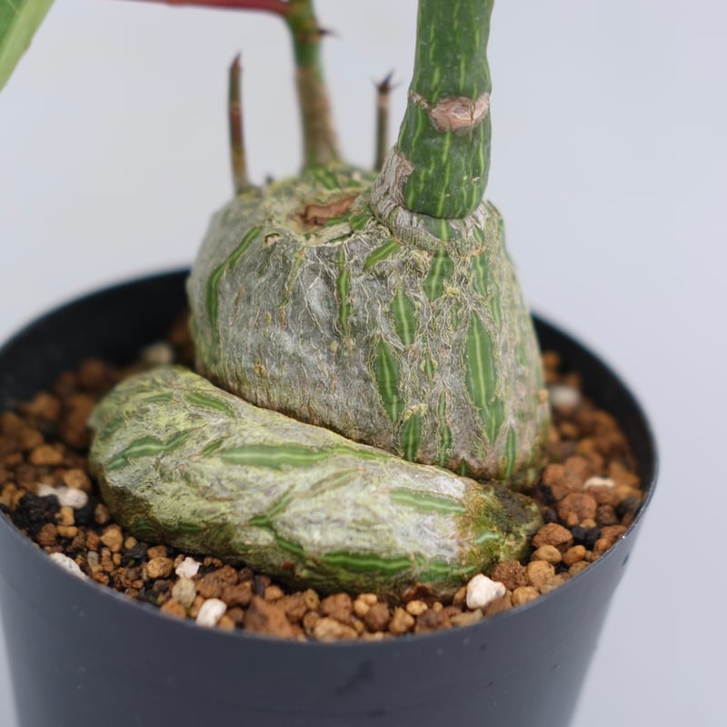 まんまる型 プセウド ボンバックス 051 Pseudobombax ellipticum |