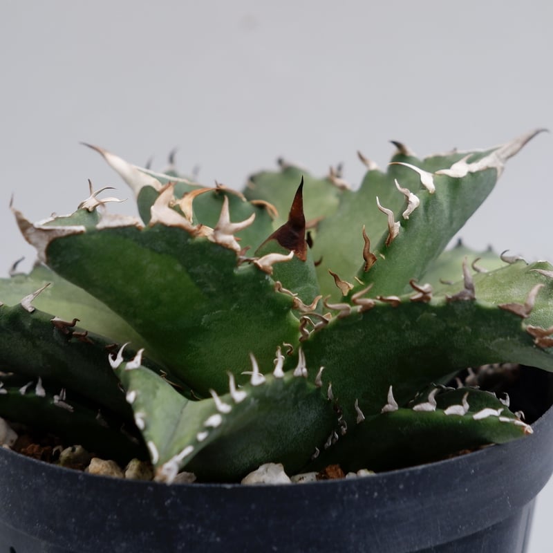 アガベ チタノタ ソーラーエクリプス 夕映 agave titanota Solar ecli