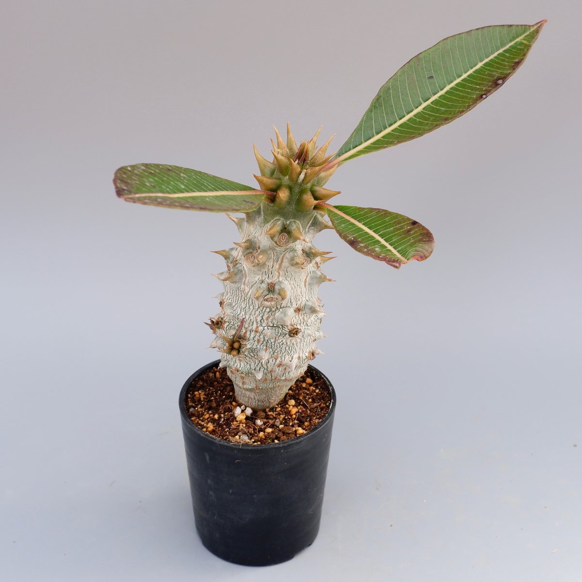 パキポディウム バロニー実生株020 Pachypodium baronii 脇芽あり | S