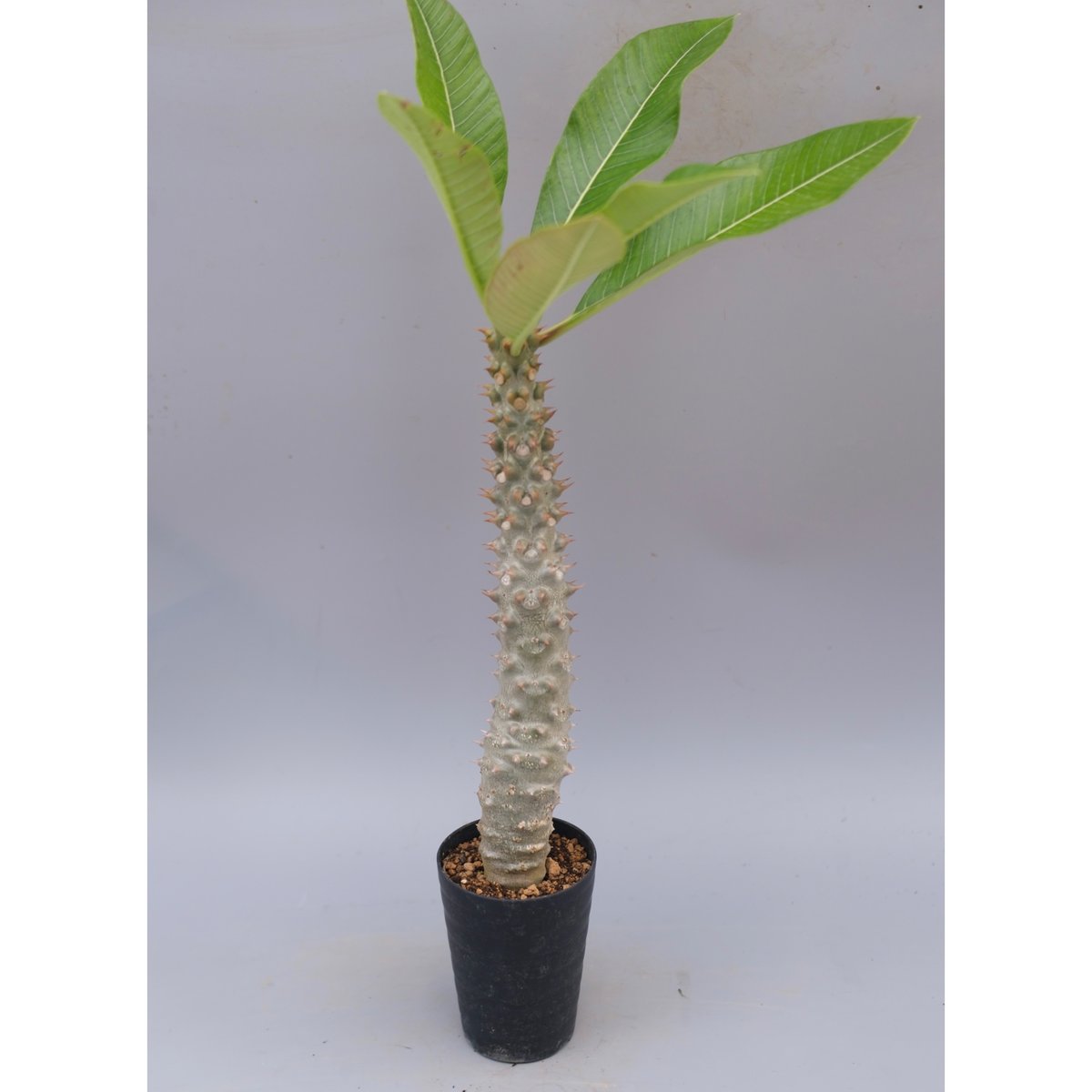 パキポディウム バロニー実生株037 Pachypodium baronii | Sunny