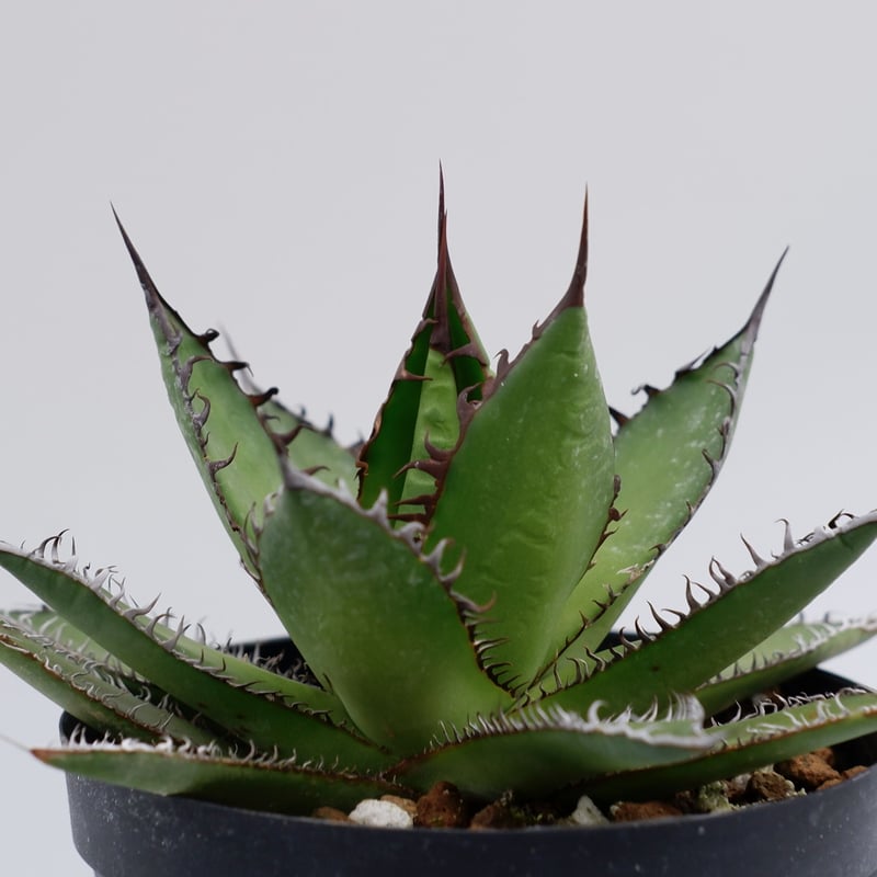 アガベ ホリダ 016 Agave horrida 強棘 | Sunny Branch