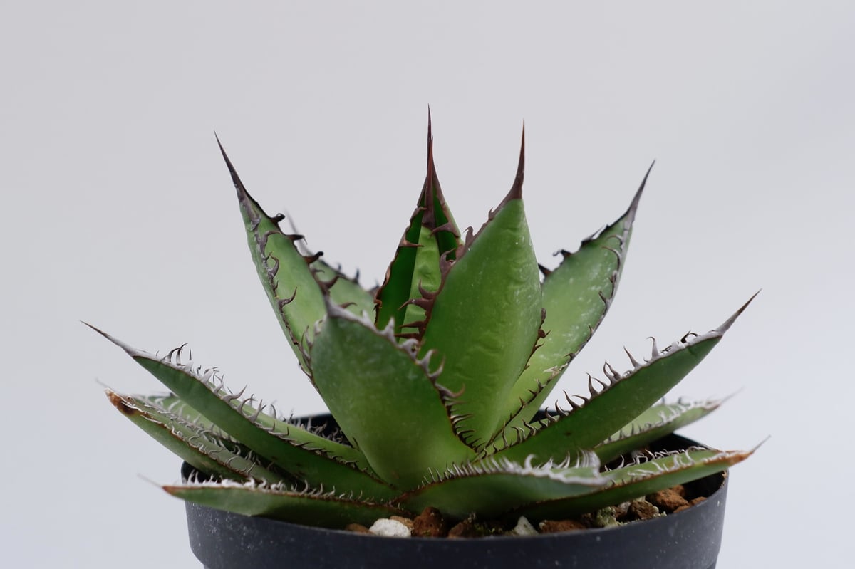 アガベ ホリダ 016 Agave horrida 強棘 | Sunny Branch アガベ ホリダ 016 Agave horrida 強棘 | Sunny Branch