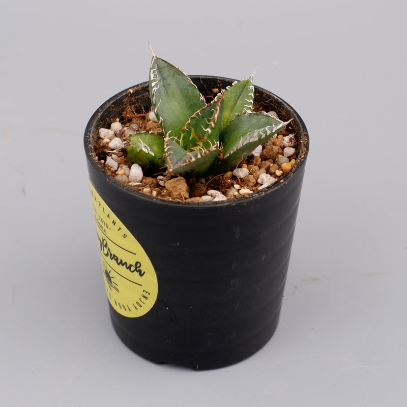 アガベ　オテロイ　実生　斑入り　パレット アガベ オテロイ 実生 斑入り パレット アガベ オテロイ 実生 斑入り