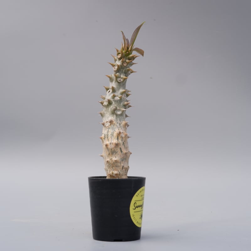 パキポディウム バロニー実生株024 Pachypodium baronii | Sunny