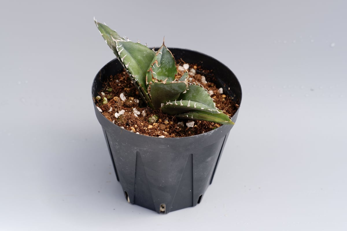 アガベ チタノタ 白鯨 063 Agave titanota white whale | Su