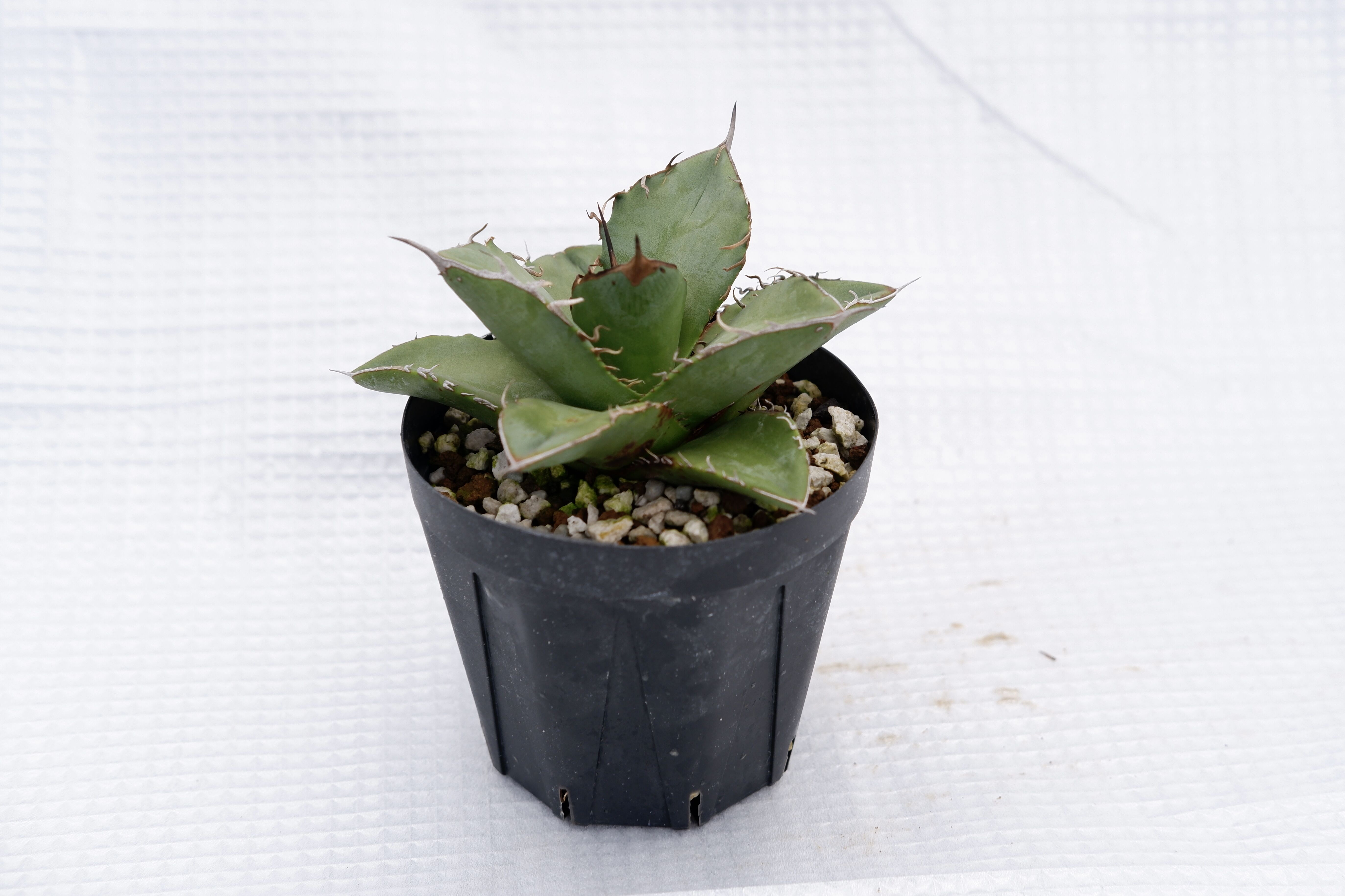 アガベ オテロイ 実生株 Agave oteroi seeding 018 | Sunny