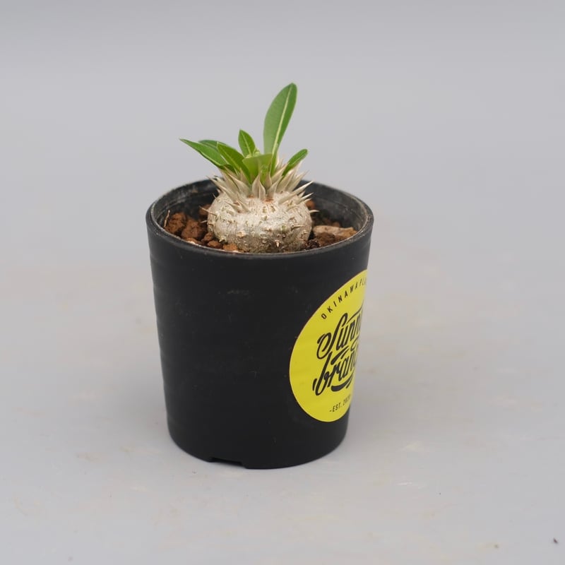 パキポディウム エニグマチカム 実生株 Pachypodium enigmaticum 004