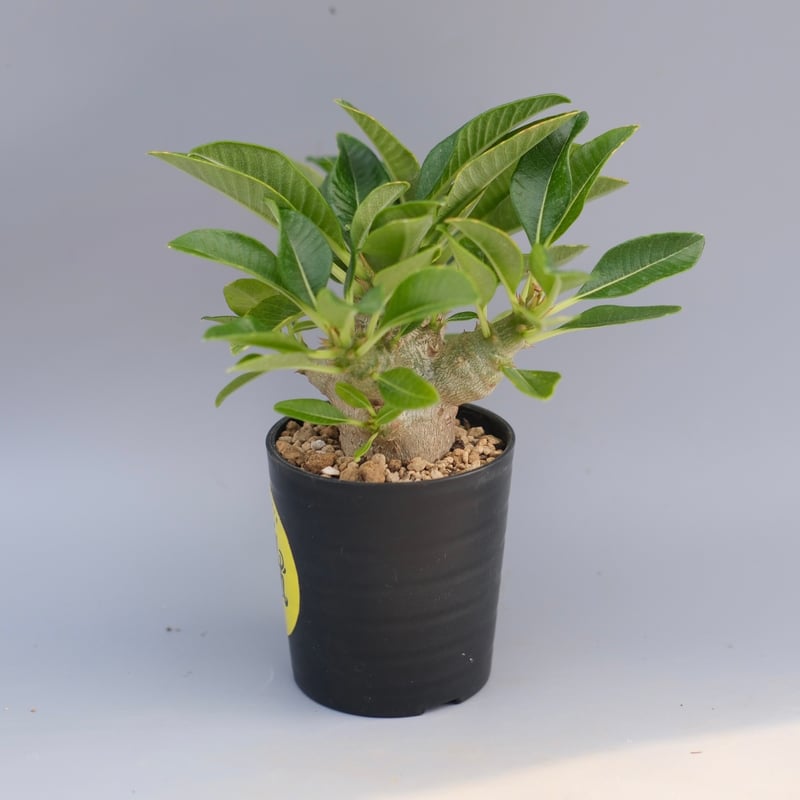 パキポディウム ウィンゾリー 実生株 096 Pachypodium windsorii |