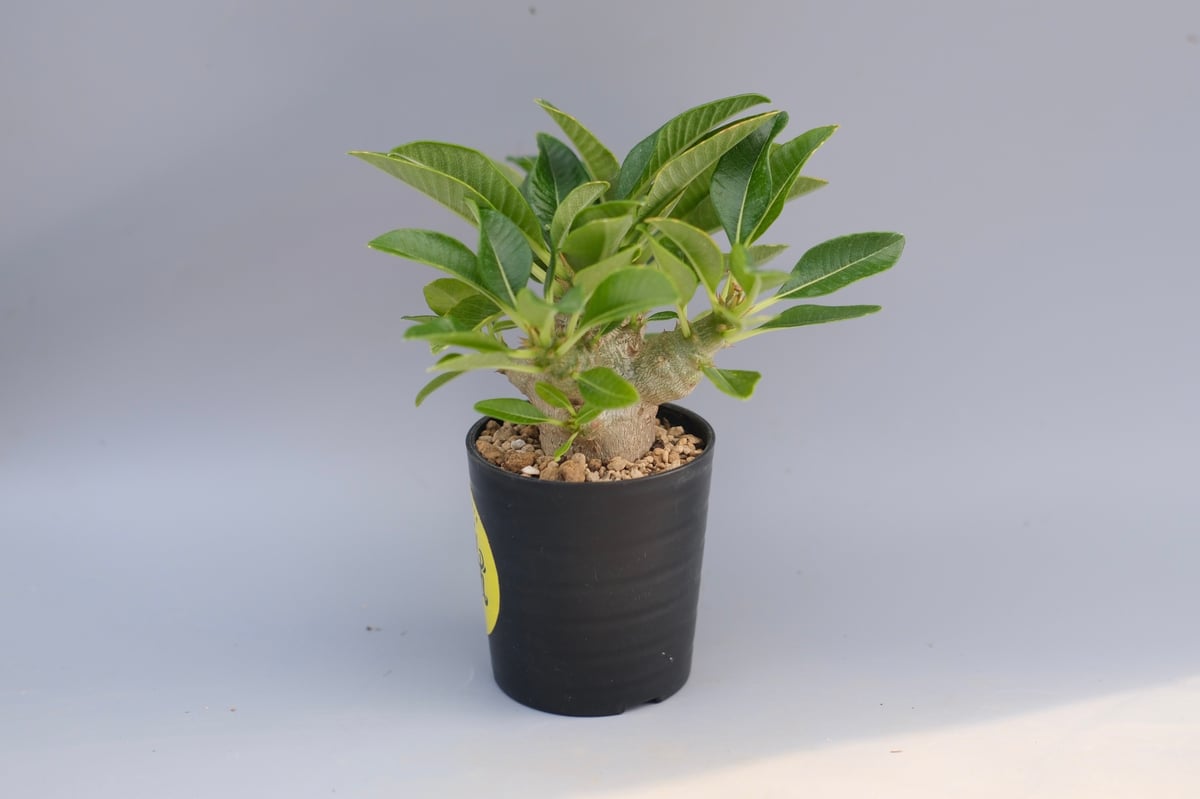 パキポディウム ウィンゾリー 実生株 096 Pachypodium windsorii |