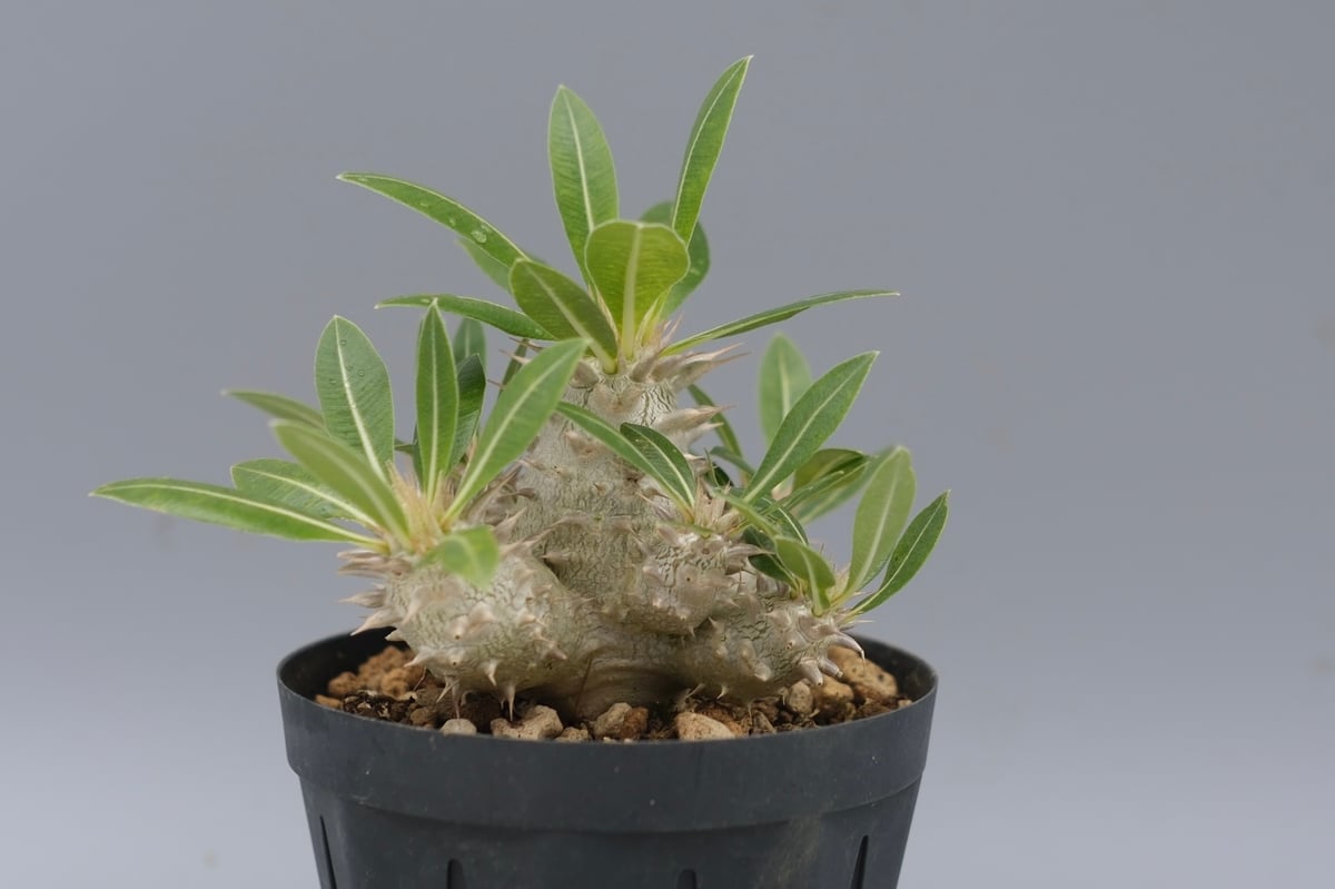 ★*★様 パキポディウム ロスラーツム 実生8年目株 パキポディウム ロスラーツム 実生8年目株