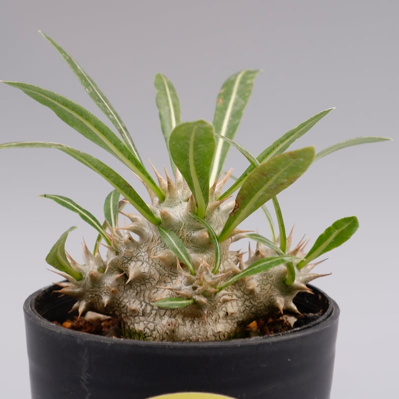 パキポディウム ロスラーツム 実生株 006 Pachypodium rosulatum