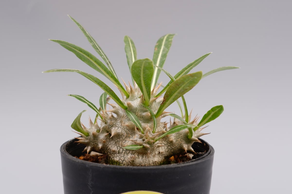 パキポディウム ロスラーツム 実生株 006 Pachypodium rosulatum ve