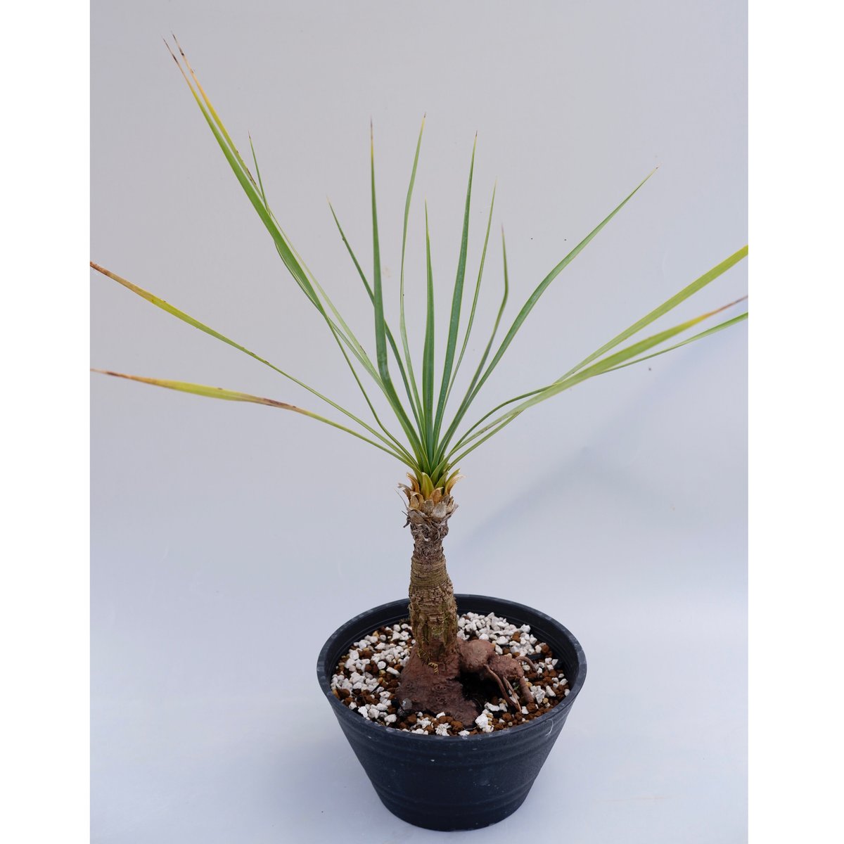 ユッカロストラータ 約:60cm【Yucca rostrata 株立ち】44 【公式通販】