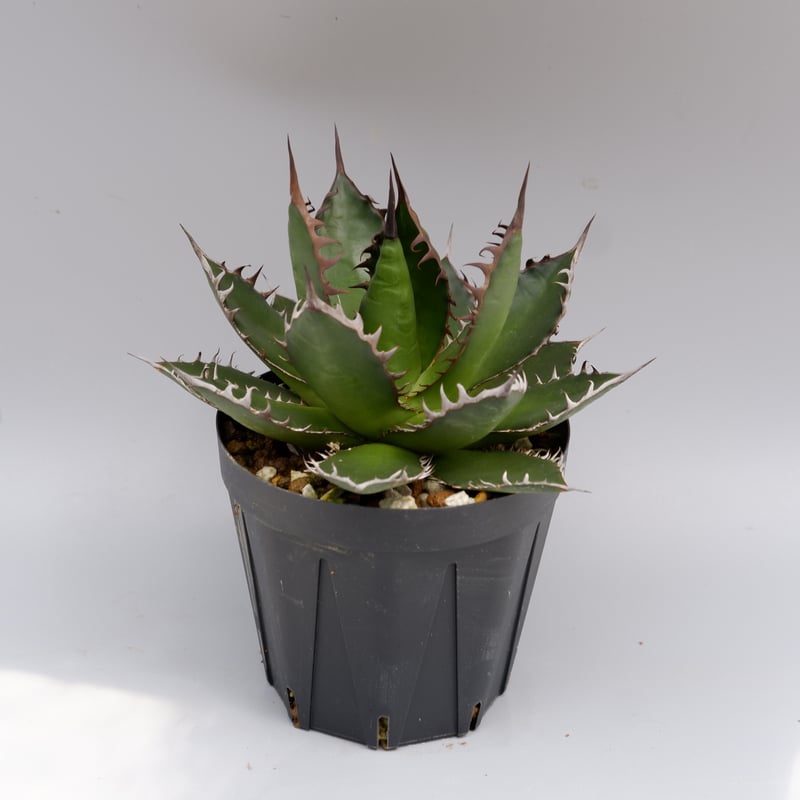 アガベ ホリダ 049 Agave horrida 強棘 | Sunny Branch