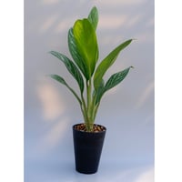 アグラオネマ　リリアン アグラオネマ リリアン Aglaonema 003 | Sunny Branch