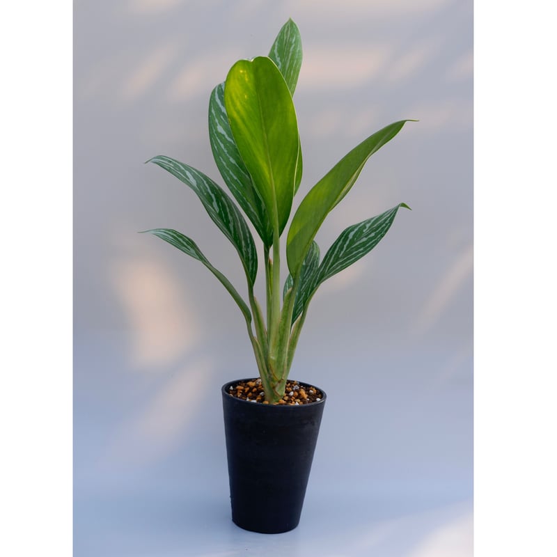 激レア　アグラオネマ　Aglaonema ゾリナ Zorina 激レア アグラオネマ Aglaonema ゾリナ Zorina 激レア アグラオネマ