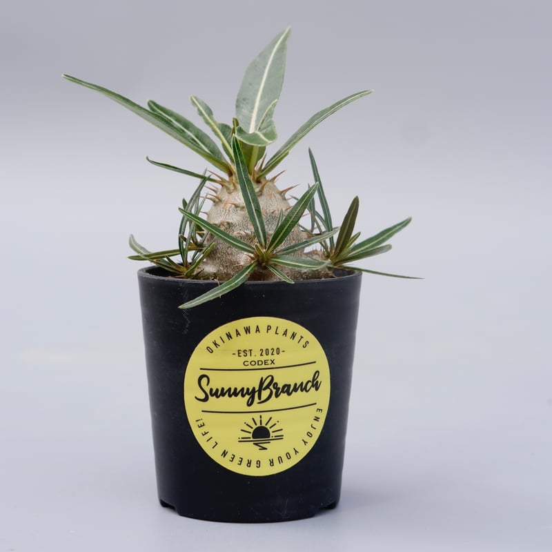 パキポディウム カクチペス 実生株 011 Pachypodium cactipes