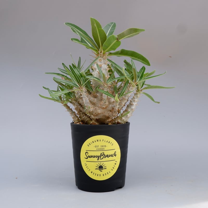 パキポディウム カクチペス 実生株 016 Pachypodium cactipes | Su