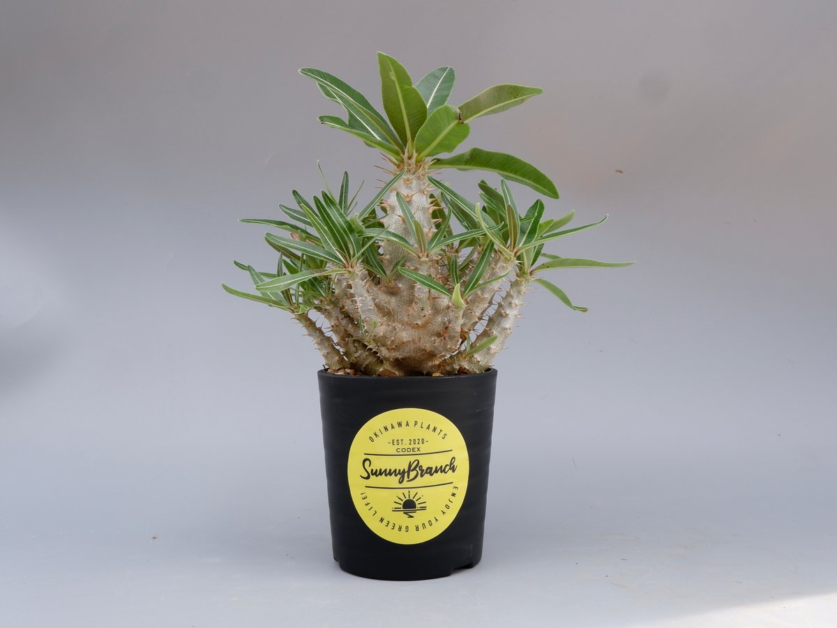 パキポディウム カクチペス 実生株 016 Pachypodium cactipes | Su