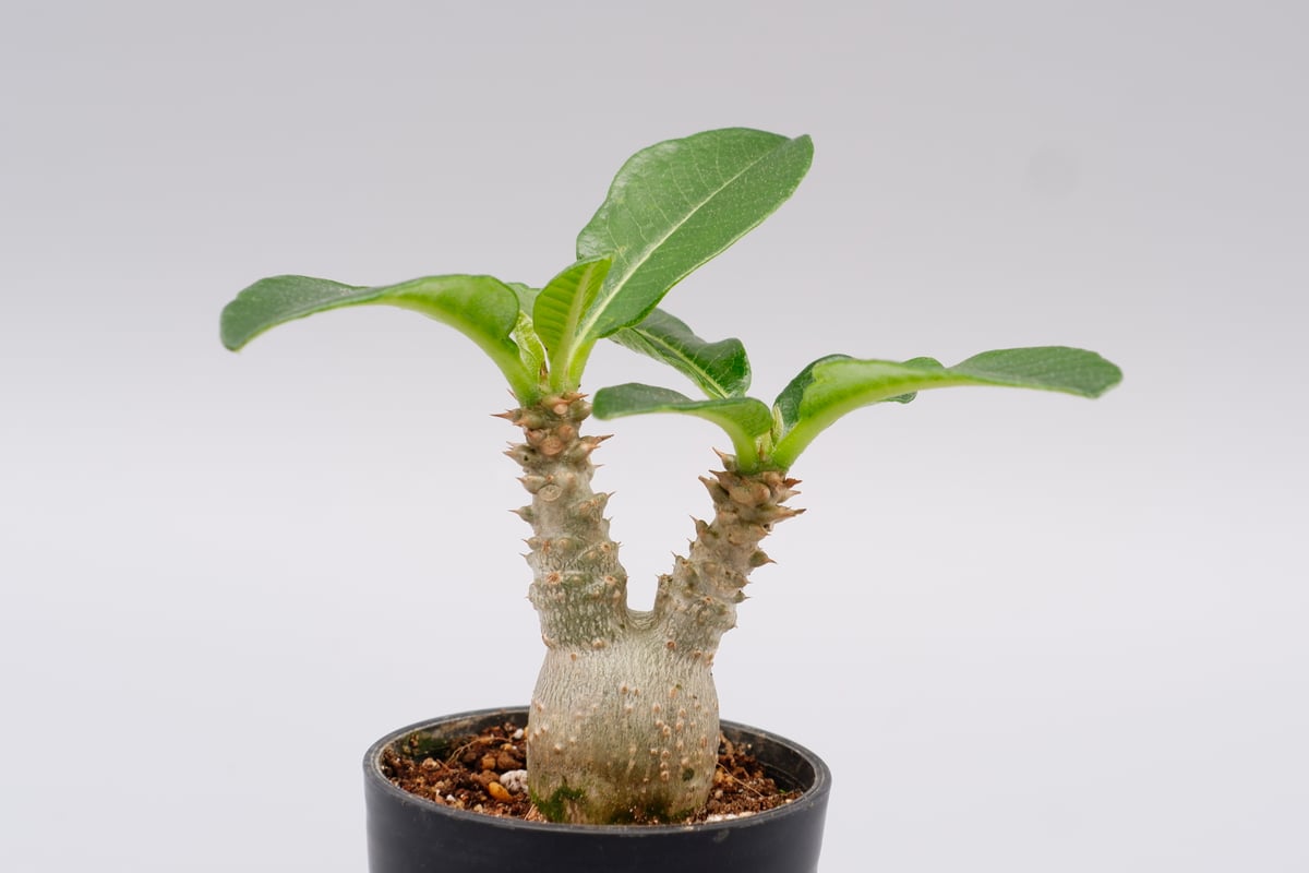 パキポディウム ウィンゾリー 実生株 019 Pachypodium windsorii |