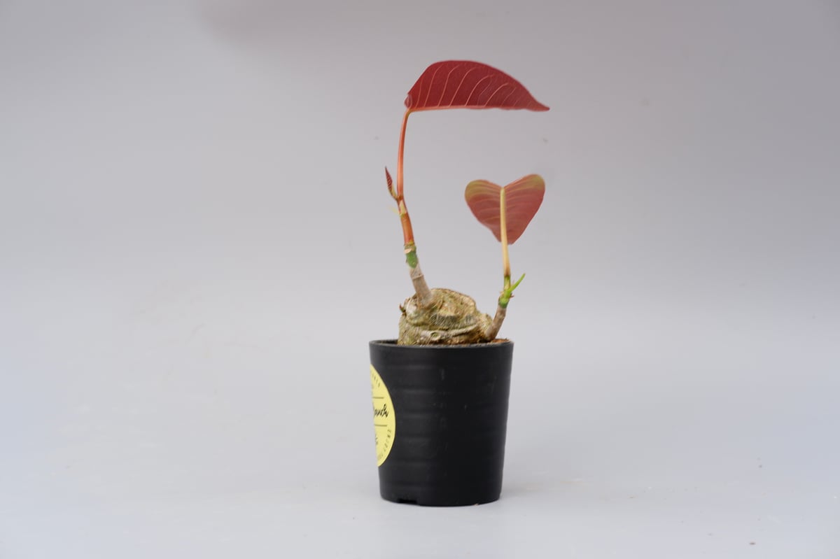 プセウド ボンバックス 012 Pseudobombax ellipticum | Sunny