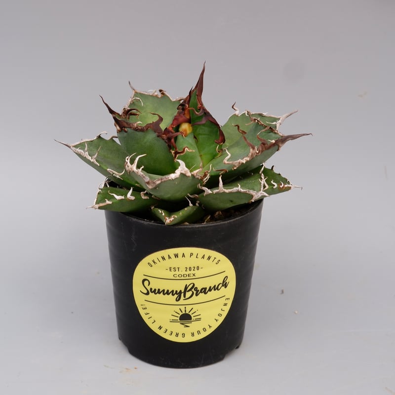 アガベ シーザー アガベ・チタノタ「凱撒（シーザー）」 3.5号鉢 | | チタノタ銘