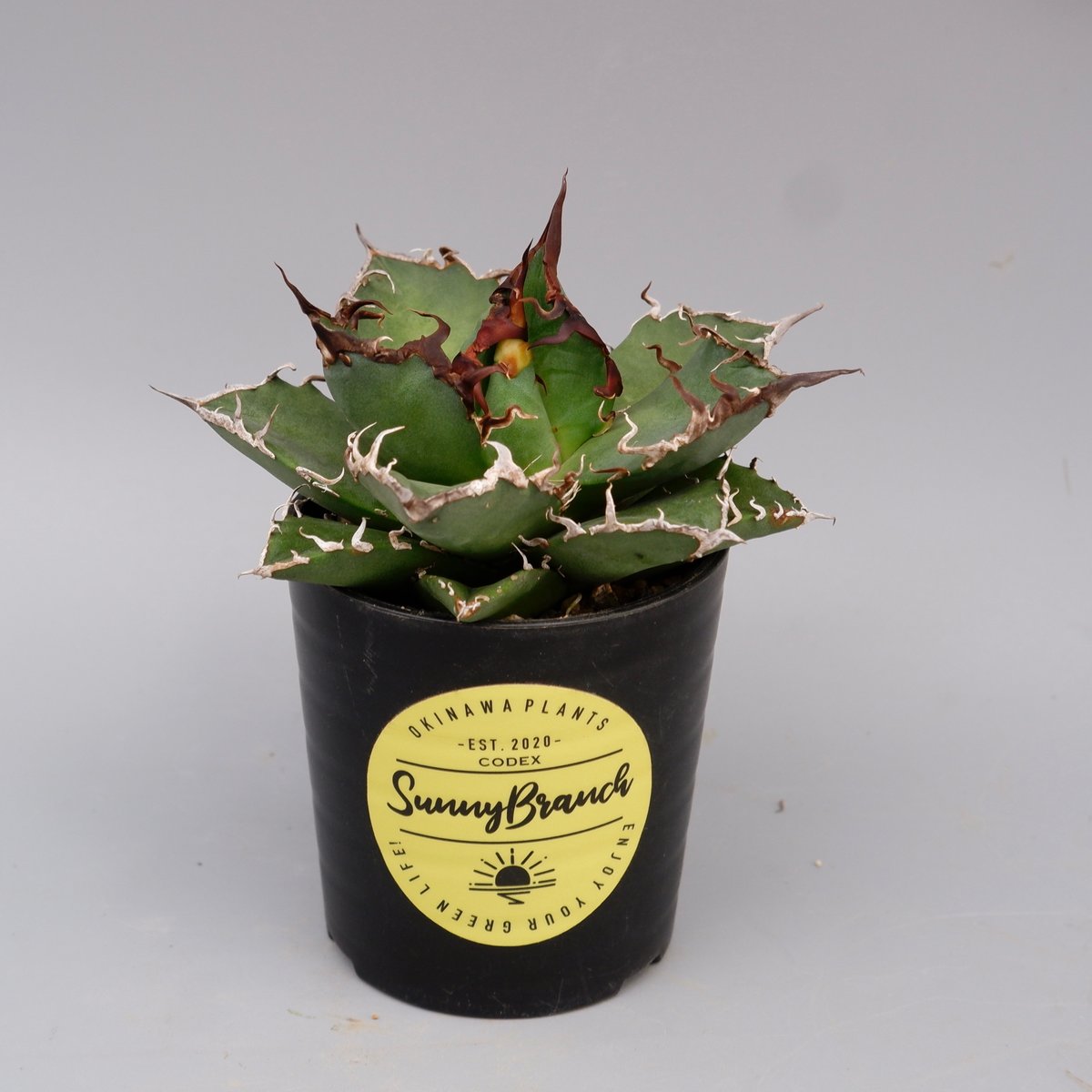 アガベ　チタノタ シーザー 作り込み agave titanota ceaser アガベ チタノタ シーザー Agave titanota caesar 147 | Sunny