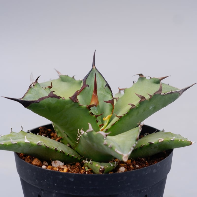 アガベ オテロイ 実生株 Agave oteroi seeding 101 | Sunny アガベ オテロイ 実生株 Agave oteroi seeding 101 | Sunny