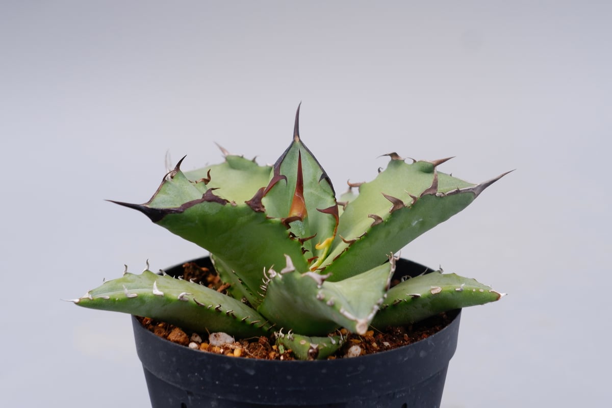 アガベ　シーザー　チタノタ　オテロイ ✨Dennis 018✨ #チタノタ #アガベ #アガベチタノタ #シーザー