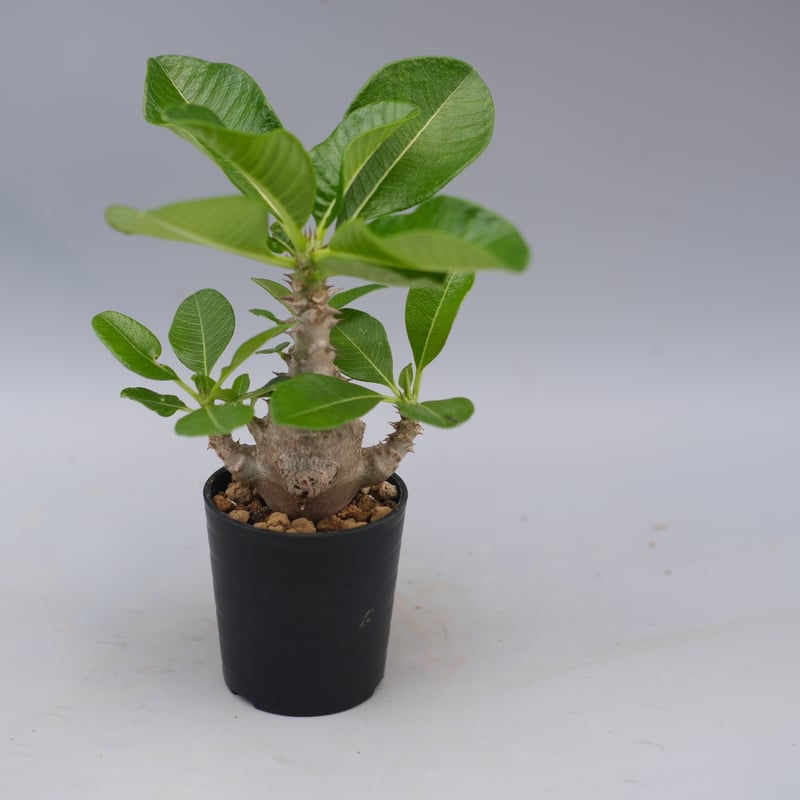 パキポディウム ウィンゾリー 実生株 058 Pachypodium windsorii |