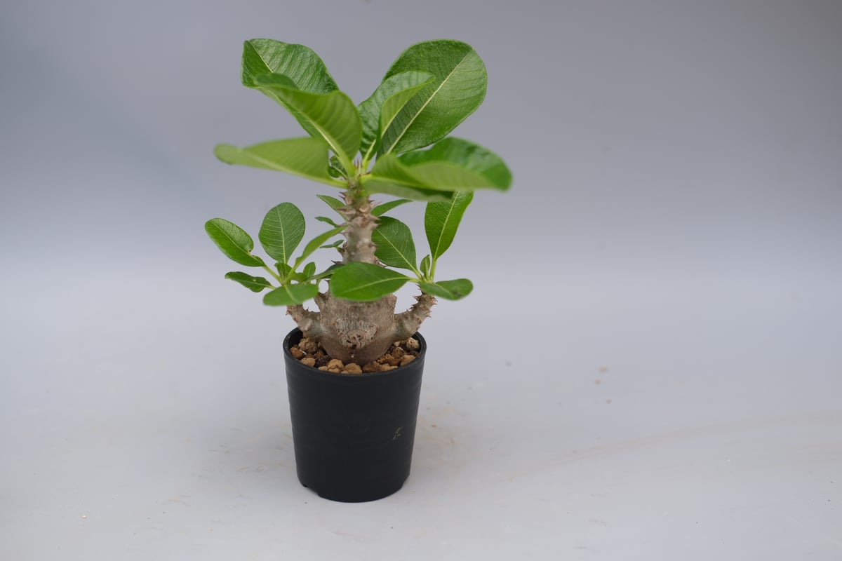 じぇむさんウィンゾリー じぇむさんウィンゾリー パキポディウム ウィンゾリー 実生株