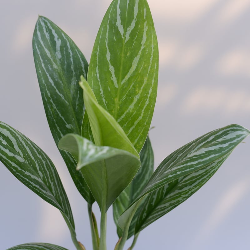 アグラオネマ リリアン Aglaonema 003 | Sunny Branch