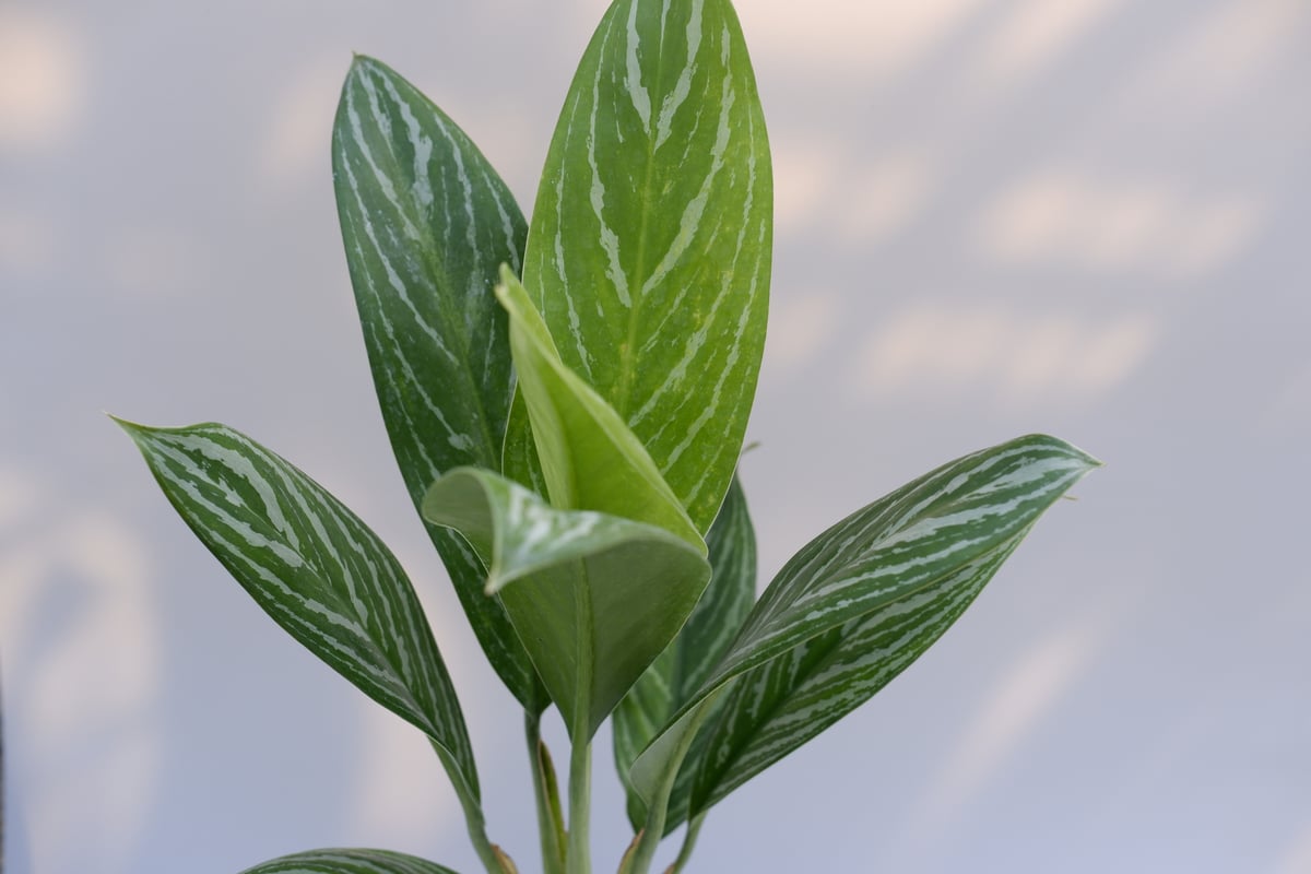 アグラオネマ リリアン Aglaonema 003 | Sunny Branch