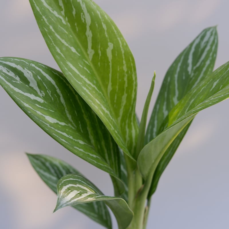 アグラオネマ リリアン Aglaonema 002 | Sunny Branch
