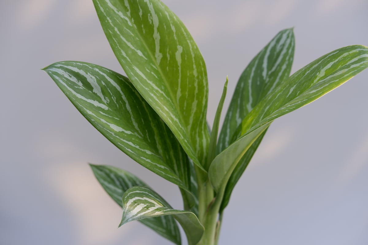 アグラオネマ リリアン Aglaonema 002 | Sunny Branch
