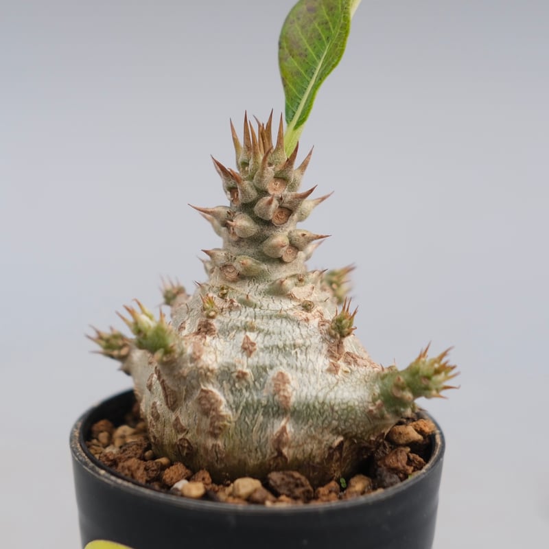 パキポディウム ウィンゾリー 実生株 118 Pachypodium windsorii |
