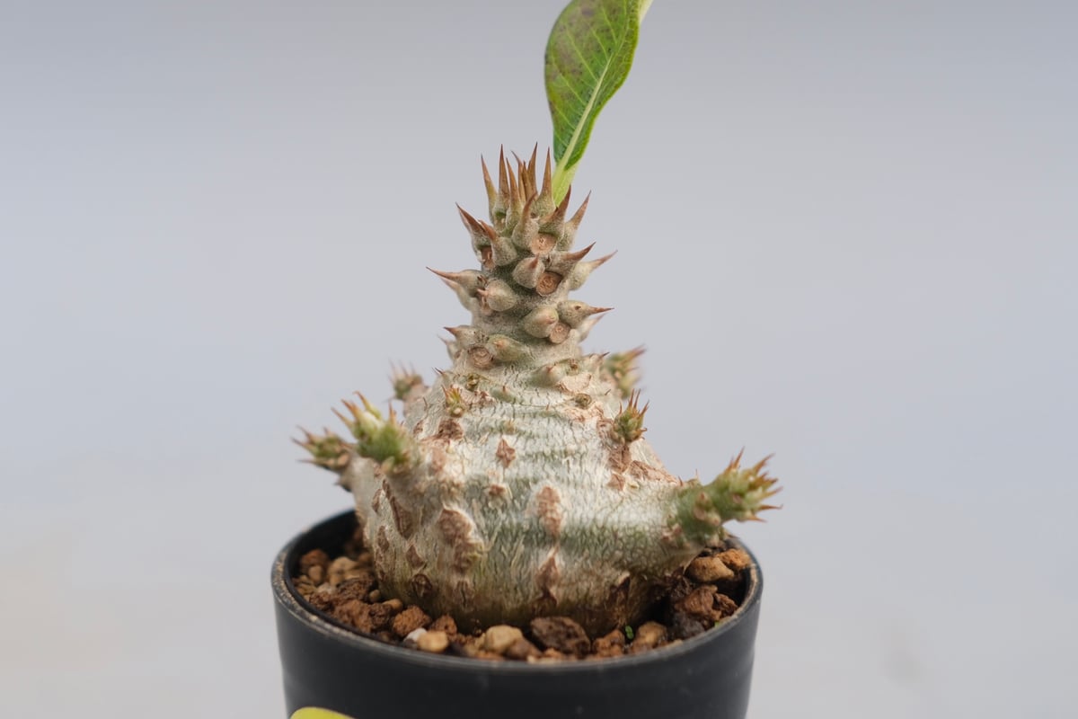 パキポディウム ウィンゾリー 実生株 118 Pachypodium windsorii |