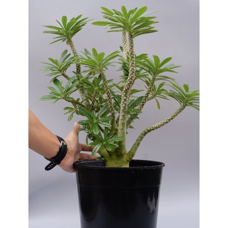 5粒ドルステニアギガスブラータDorstenia gigas bullata