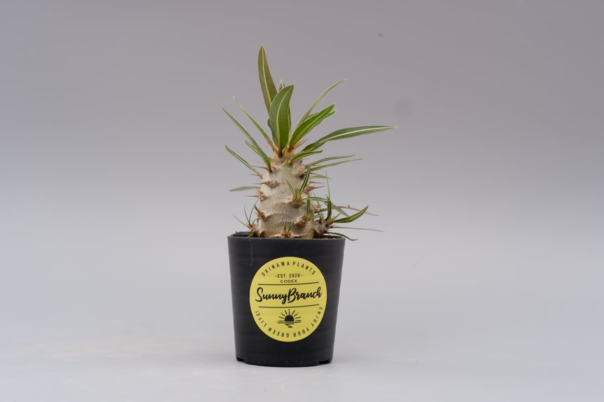 パキポディウム カクチペス 実生株 009 Pachypodium cactipes | Su