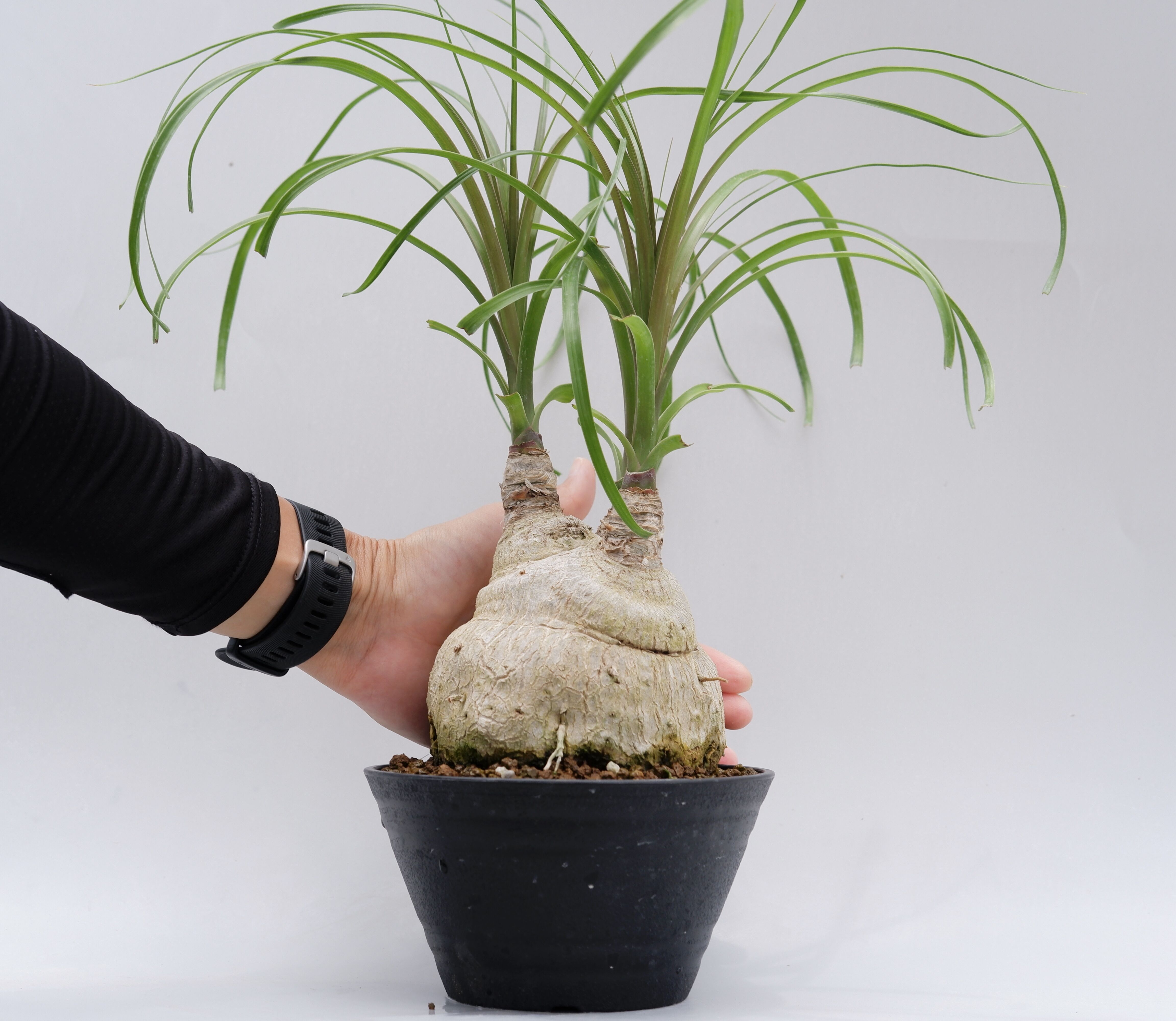 ボーカルネア　レクルバータ　盆栽風！ ボーカルネア・レクルバータ006 トックリラン ノリナ | Sunny Branch