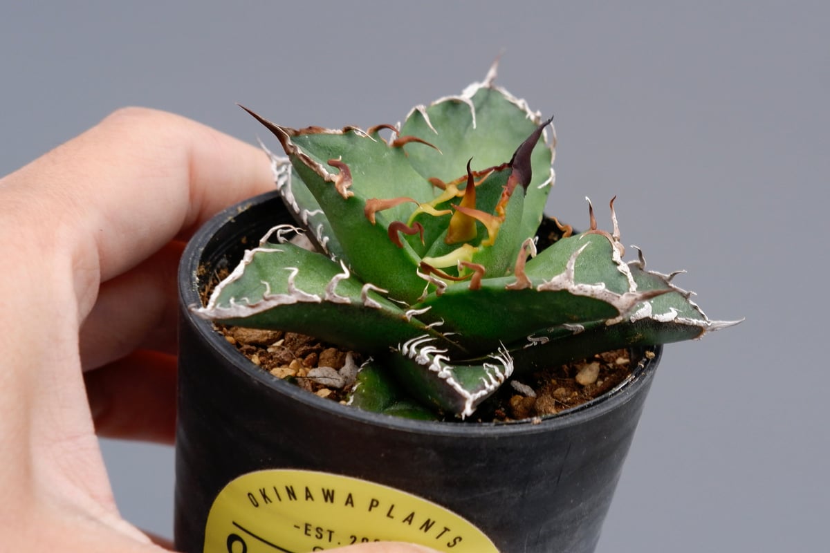 アガベ チタノタ シーザー Agave titanota caesar 088 | Sunny