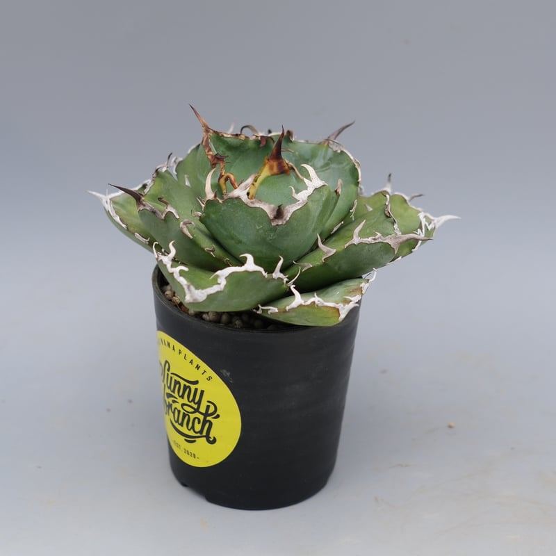 アガベ チタノタ 白鯨 Agave titanota white whale 222 | Su