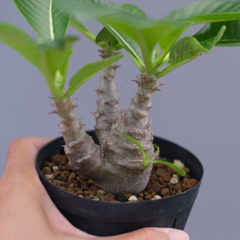 パキポディウム ウィンゾリー 実生株 045 Pachypodium windsorii