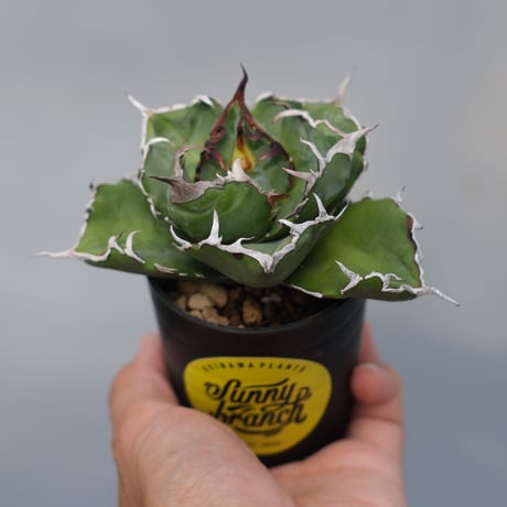 soulabo アガベ　マーブル soulabo (ソウラボ) ランタンアクセサリー ×mana's farm 4周年